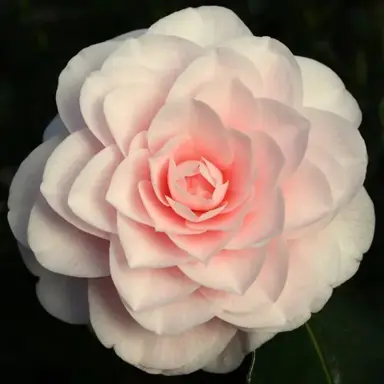 Camellia japonica Pink Varieties.