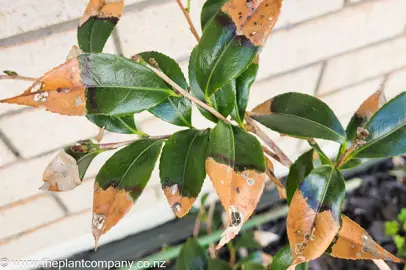 What Is Causing the Leaves On My Camellia To Die?