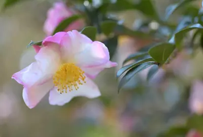 Camellia sasanqua Care.