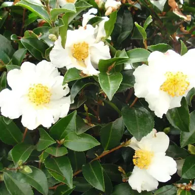 Camellia sasanqua Setsugekka Hedge Spacing.