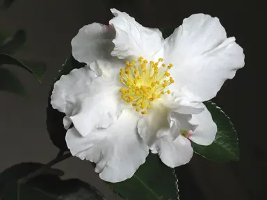 Camellia Setsugekka Care.