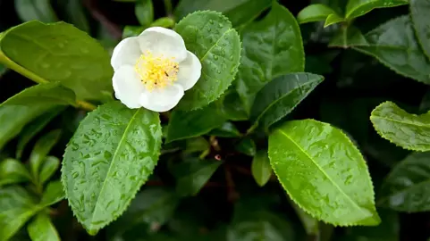 Camellia Sinensis Information.