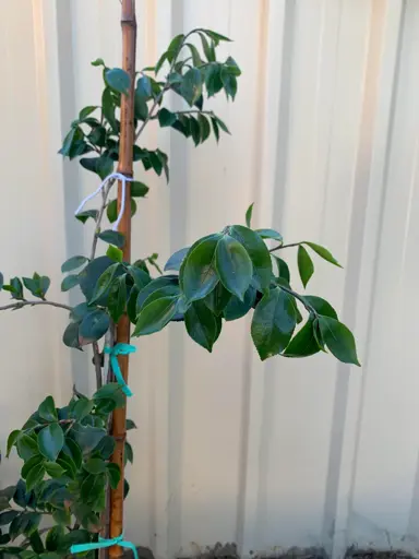 Camellia Transplant Shock.