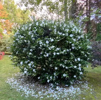 Camellia Tree Care .