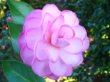 What Are The Best Camellia Varieties To Grow In New Zealand?