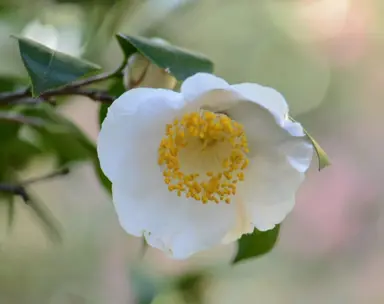 Camellia Varieties With Small White Flowers.