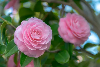 Can Camellias Grow In Full Sun? .