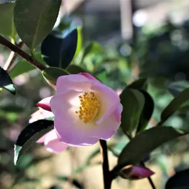 Can Camellias Grow In Shade?