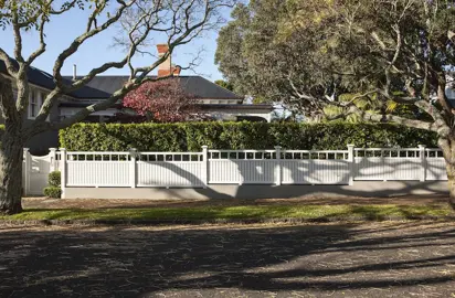 Can Ficus Tuffi Grow In Shade?