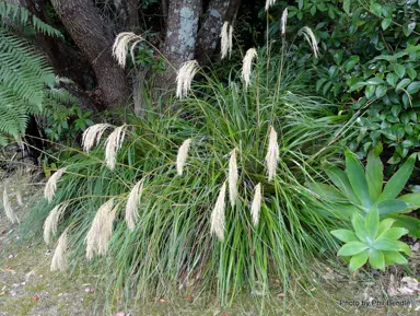 Can Miniature Toetoe Grow In Shade?