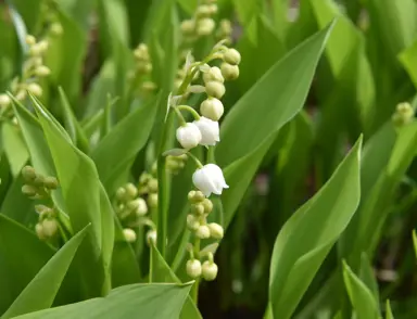 Can You Grow Lily Of The Valley In New Zealand?