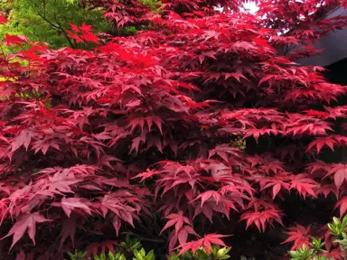 Caring for Your Bloodgood Maple.