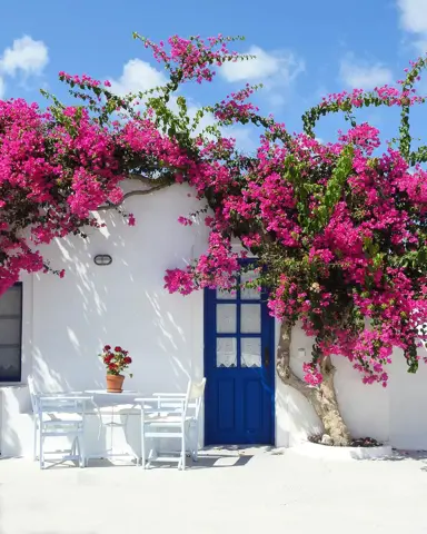 Caring for Bougainvillea.