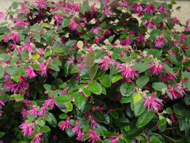 Caring for Your Loropetalum Hedge.