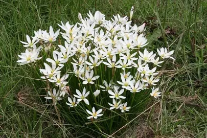 Caring for Your Rain Lilies.