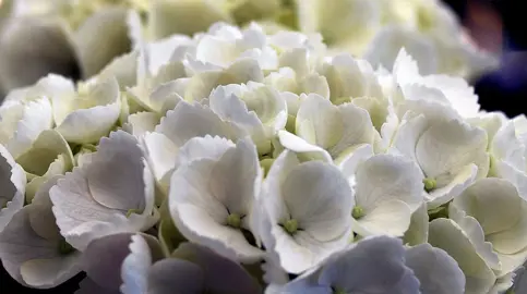 Caring for White Hydrangeas.