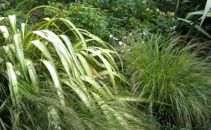 Caring For Your NZ Native Garden.