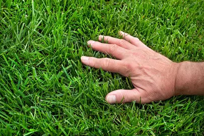 Caring for Your Tall Fescue Lawn.