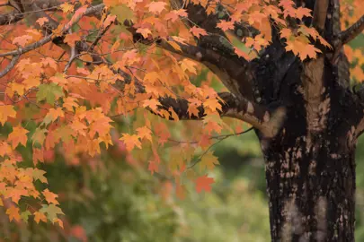 Challenges Facing Sugar Maples.