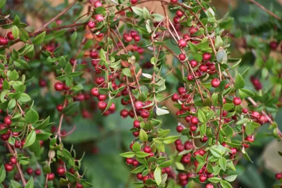 Characteristics of the Chilean Guava.