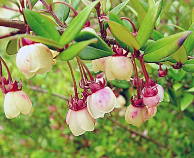 Using Chilean Guava in Your Garden.