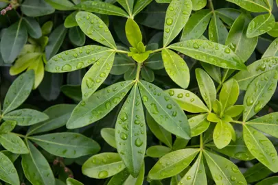 Are Choisya Leaves Edible?