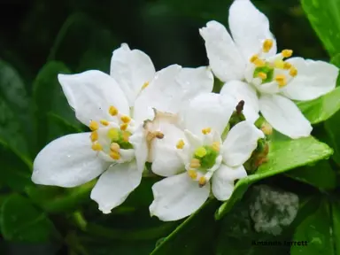 Is Choisya The Same As Mock Orange?