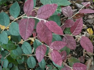 Choosing the Right Loropetalum Variety.