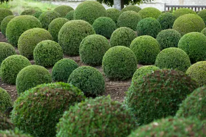 Choosing the Right Topiary Balls for Your Garden.