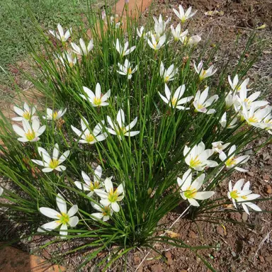 Ideal Conditions for Growing Rain Lilies in New Zealand.