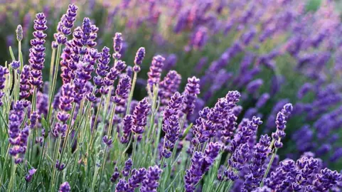 What To Consider When Buying Lavender Plants.