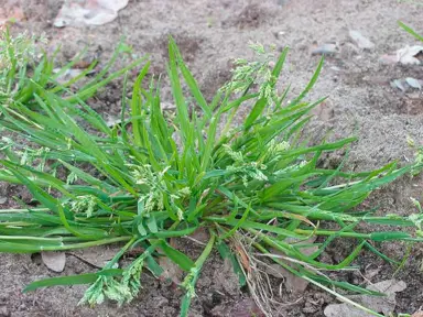 How To Control Grass Weeds In Miniature Toetoe.