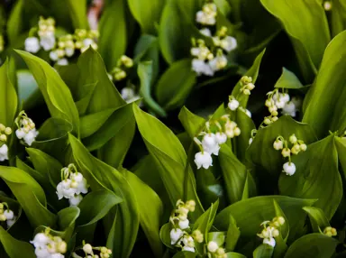 Convallaria (Lily of the Valley) Characteristics.