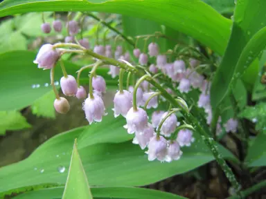 Convallaria (Lily of the Valley) Varieties In NZ.