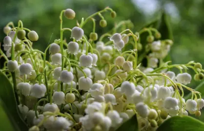 Convallaria Uses and Symbolism.