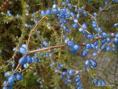 Coprosma Brunnea Information.