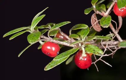 Coprosma colensoi Information.