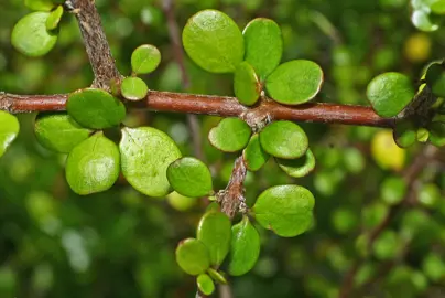 Coprosma crassifolia Information.