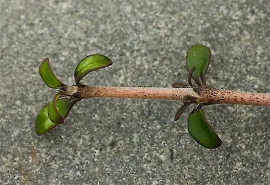 How To Take Coprosma Cuttings.