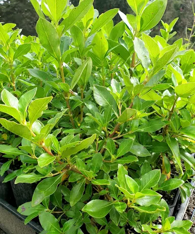 Does Coprosma Robusta (Karamu) Make A Good Hedge?