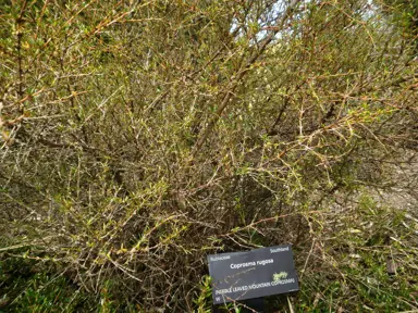 Coprosma rugosa Information.