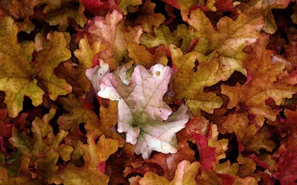 What Is Coral Bells Scientific Name?