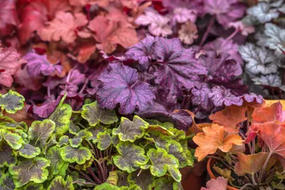 Coral Bells Varieties.