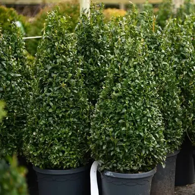 Creating Your Buxus Topiary.