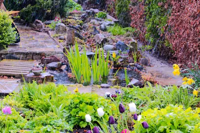 Creating a Thriving Wet Area Garden.