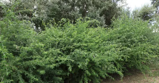 Growing a Lucerne Tree Hedge.