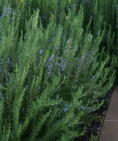 What Is The Difference Between Rosemary And Creeping Rosemary?
