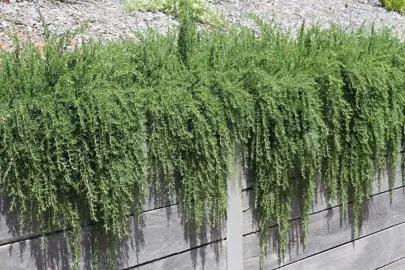 How Close To Plant Creeping Rosemary?