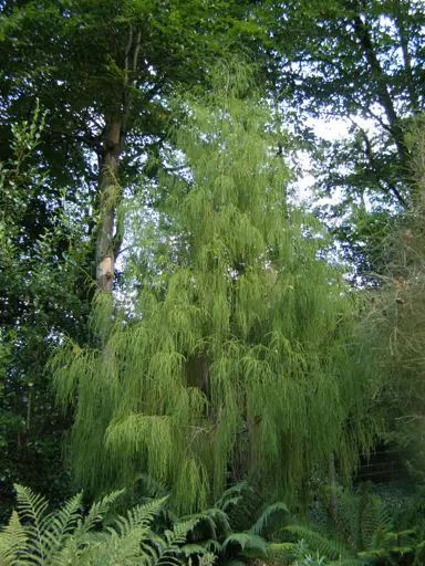 Dacrydium cupressinum Information.