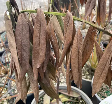 Brown Leaves on Daphne Plants.